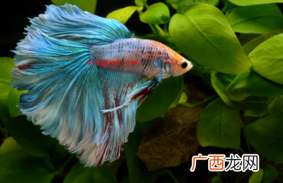 过年的时候吃鱼寓意是什么
