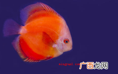 过年的时候吃鱼寓意是什么