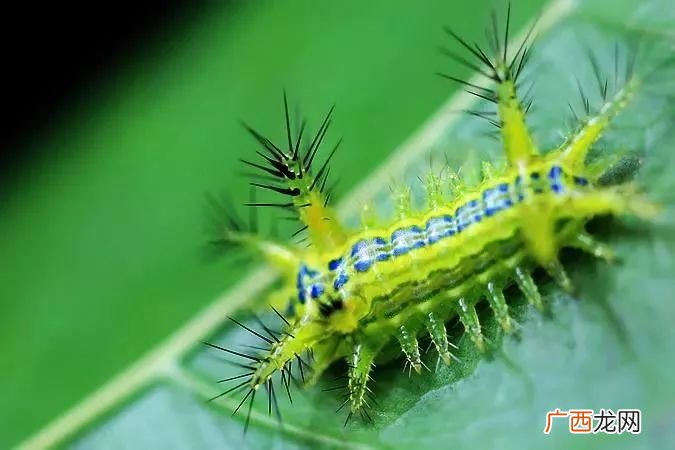 洋拉子是什么,黄色洋辣子是啥?