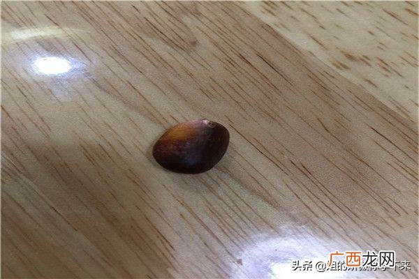 枇杷怎么吃,枇杷该怎么吃？