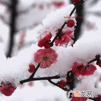 瑞雪兆丰年,下雪对农事的好处有哪些？