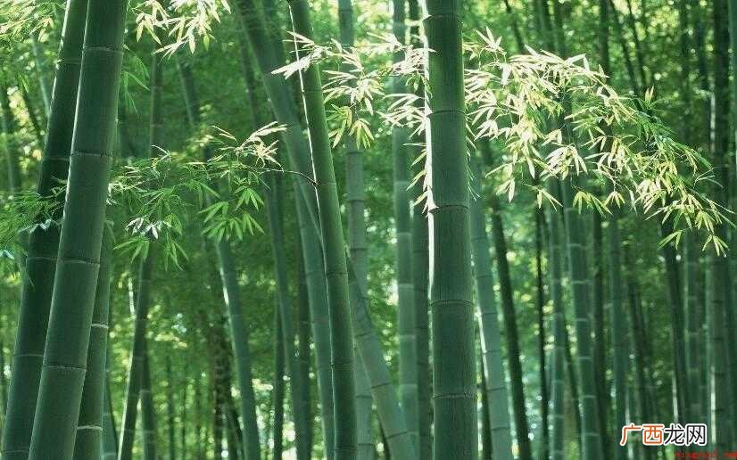 关于竹子的诗句有哪些