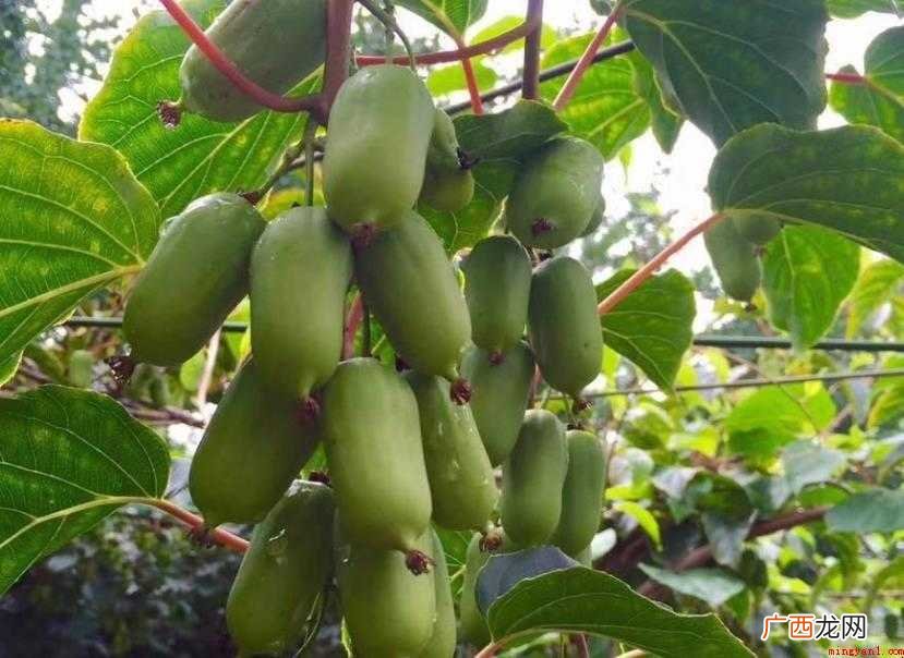 软枣猕猴桃(学名:Actinidia arguta(Sieb 软枣猕猴桃形态特征有哪些