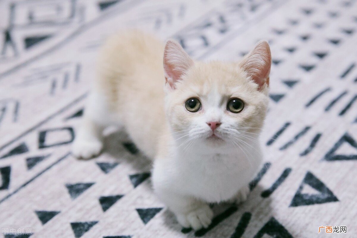 不建议养矮脚猫的七个理由 曼基康猫为什么不建议买