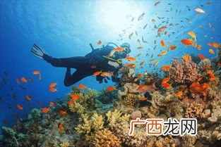 潜水是什么意思,潜水的意思是什么？