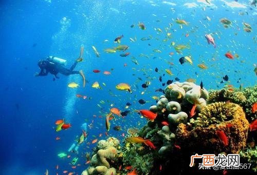 潜水是什么意思,潜水的意思是什么？