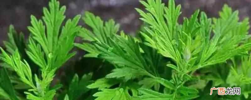 陈艾种门口可以,由于味道比较特殊,会有一定的防蚊、防虫功效 陈艾种门口可以吗