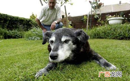 给狗狗下葬有啥讲究 给狗狗正确的下葬方法