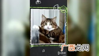 戏谑是什么意思,揶揄与戏谑的区别？