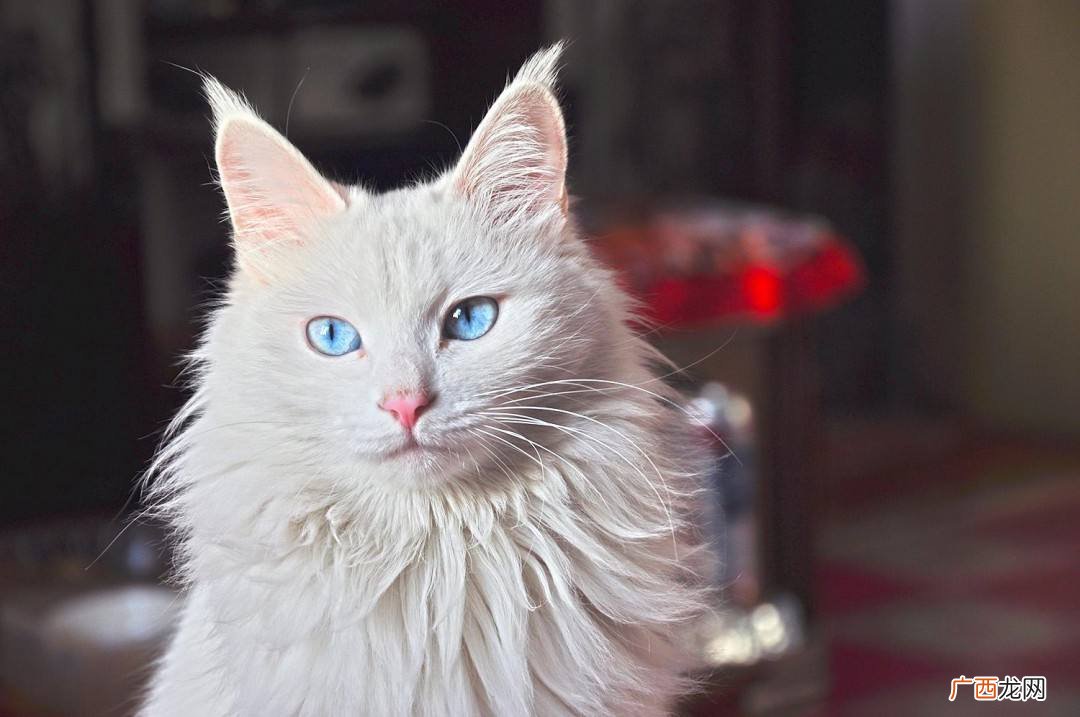 为啥狮子猫越来越受欢迎 山东狮子猫好养吗