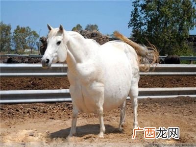 前思后想是什么动物,三醉岳阳人不识打动物？