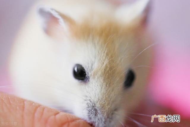 属牛人最辛苦,一生为家庭付出 十二生肖心中的追求是什么