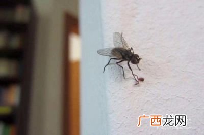 怎么灭苍蝇,怎样灭苍蝇？