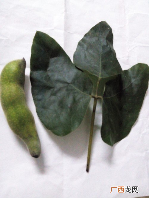 豆荚是什么,抖音豆荚是什么？