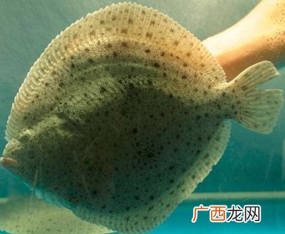 扁扁的大片鱼是什么鱼,海洋里又宽又扁的大鱼？