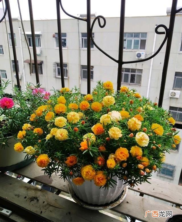 天冷养太阳花，记住3技巧，越养越旺 太阳花如何过冬天