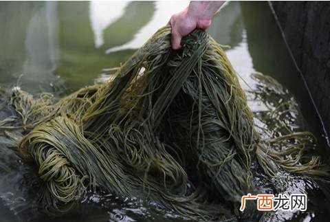 黑色的粉条叫什么,华晨宇，粉丝名有几个？