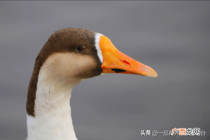 明年养这种雁鹅前景还是很可观的 什么是雁鹅