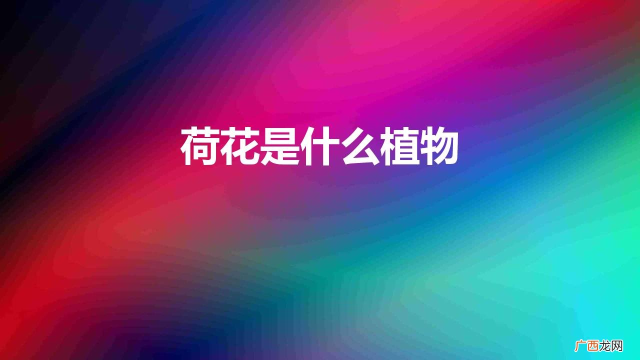 荷花是什么植物