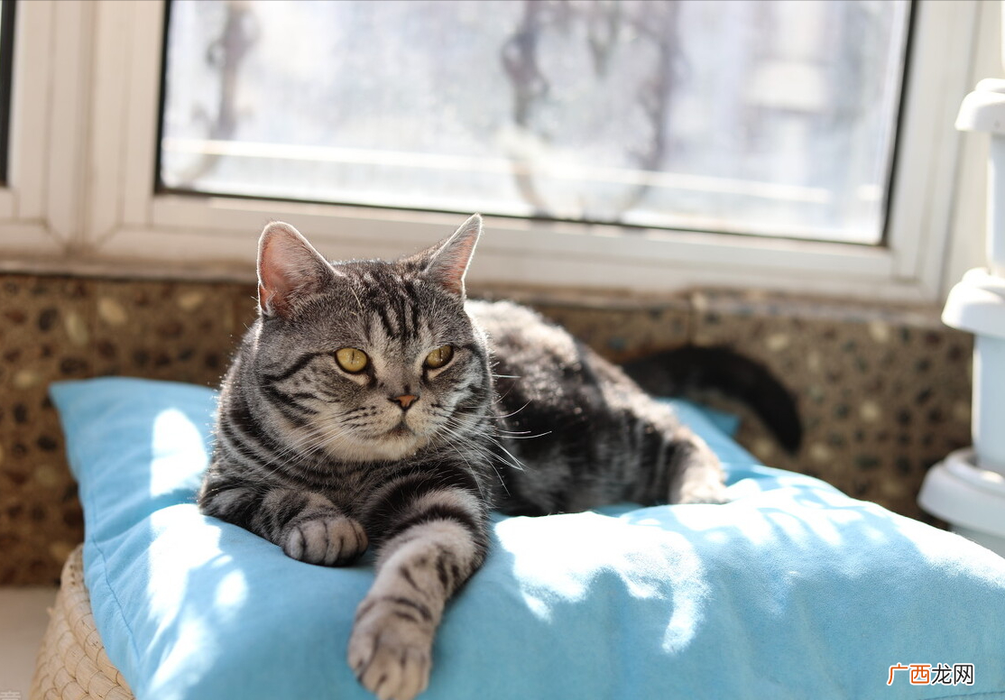 行家如何挑纯种美短银虎斑 虎斑猫怎么看纯不纯