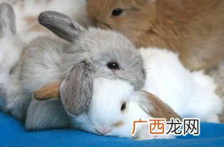 男生说想吃我的小兔兔是什么意思,男友叫我小白兔什么意思？
