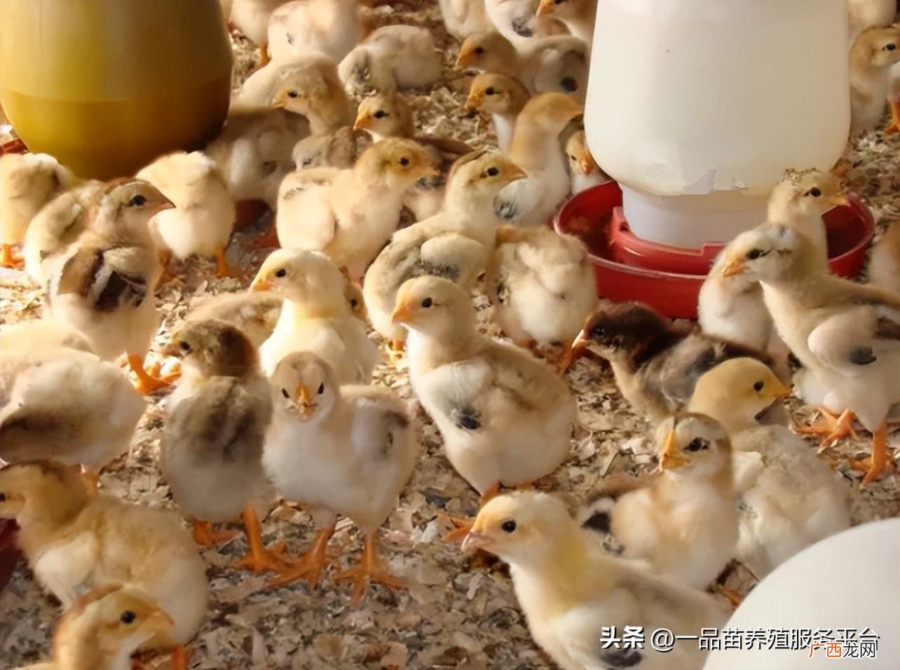 到家第2天这样喂，成活率高长得快 小鸡怎么养提高成活率
