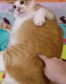 猫咪能听懂主人叫它的名字吗 猫咪能听懂人说话吗