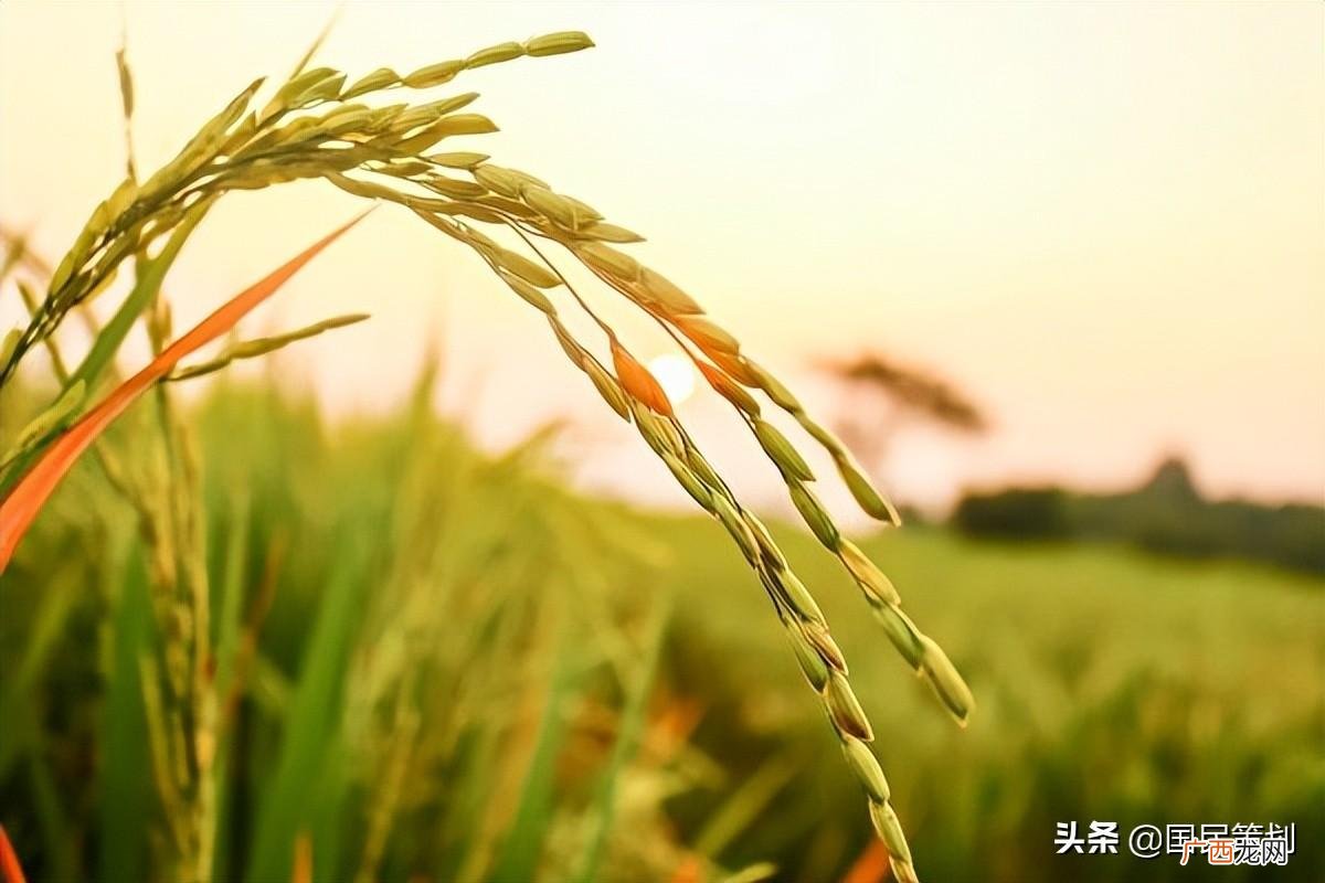 四月中气叫小满有哪些含义 小满是什么意思