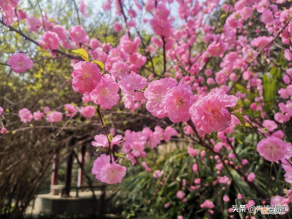 美化生活旺风水，这10种吉祥花木 风水十大吉祥绿植