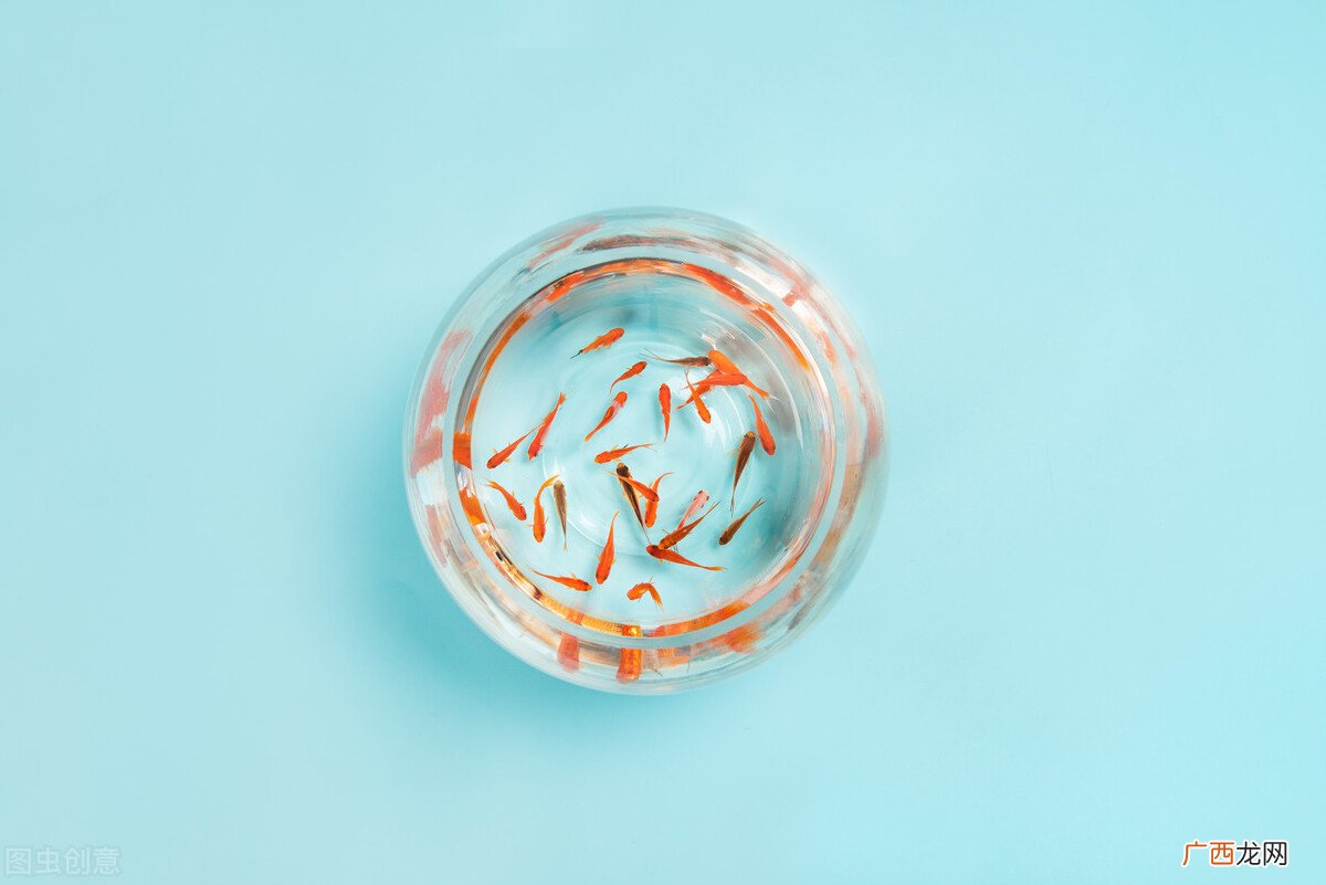 小金鱼吃什么东西怎么养殖 金鱼几天喂一次食最好