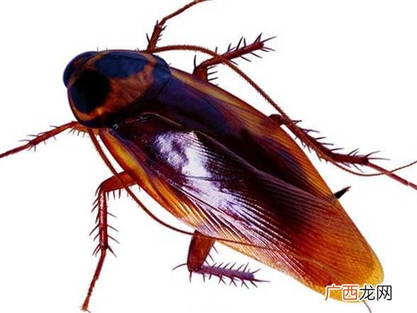 蟑螂会飞吗,蟑螂经常飞吗，在什么条件下会飞？