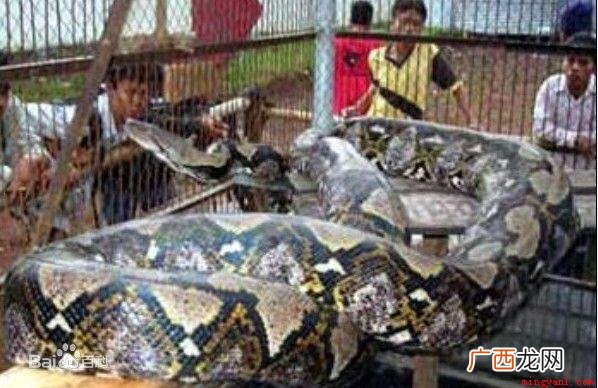 中国最大的蛇有多大？世界上最大的蛇有55米,是真的吗？