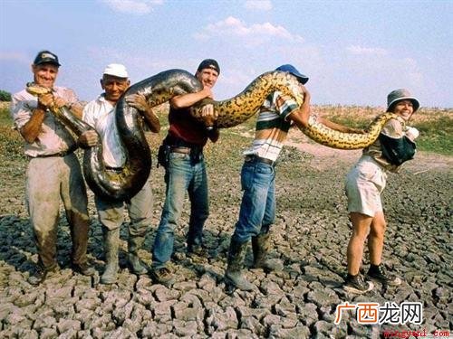 中国最大的蛇有多大？世界上最大的蛇有55米,是真的吗？