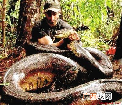 中国最大的蛇有多大？世界上最大的蛇有55米,是真的吗？