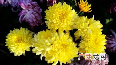 菊花的香味怎么形容,菊花香是什么意思？