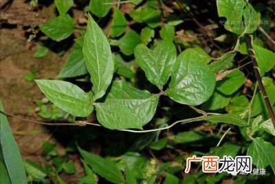 修仁薯莨是什么东西,刘墉吃荔浦芋头结局?