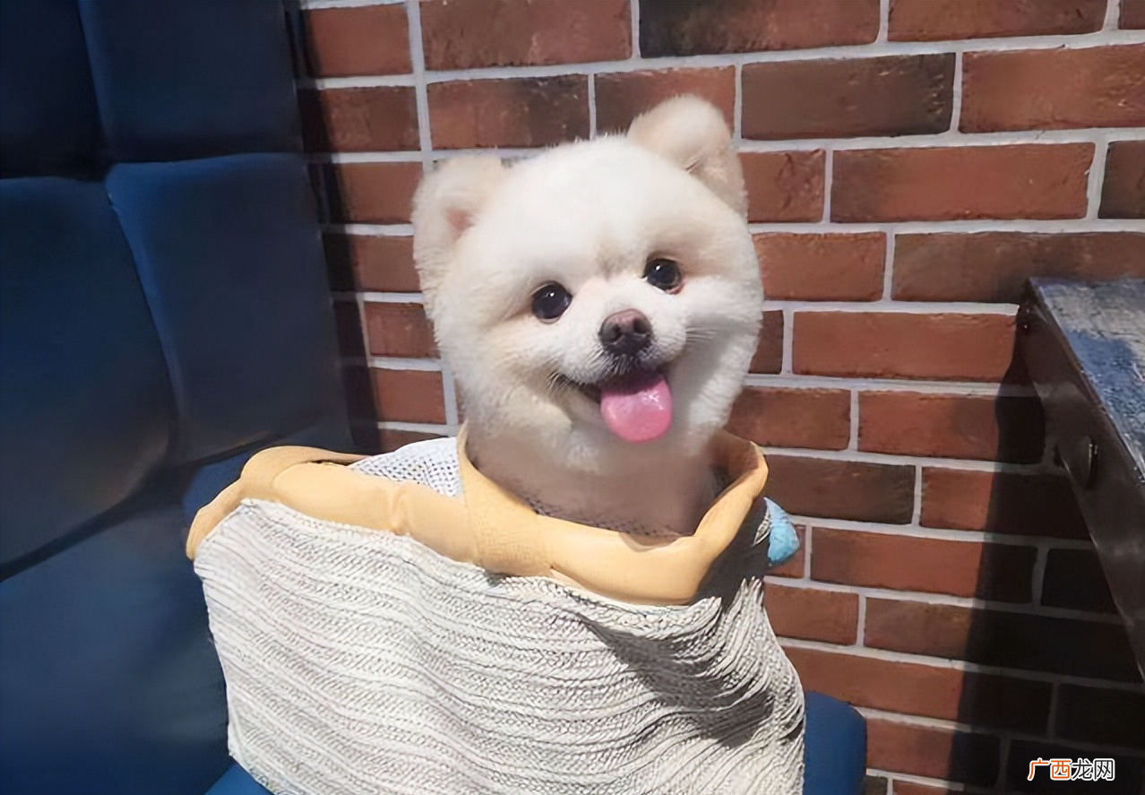 博美有这几个表现，证明它“智商高” 博美聪明吗,智商排名