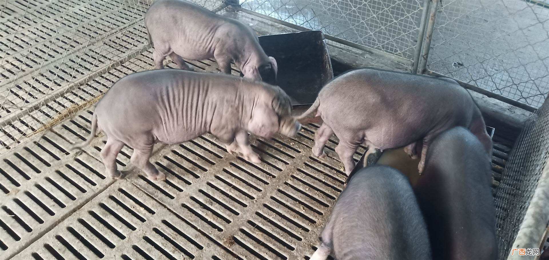 什么品种的母猪产仔最多 繁殖母猪什么品种好