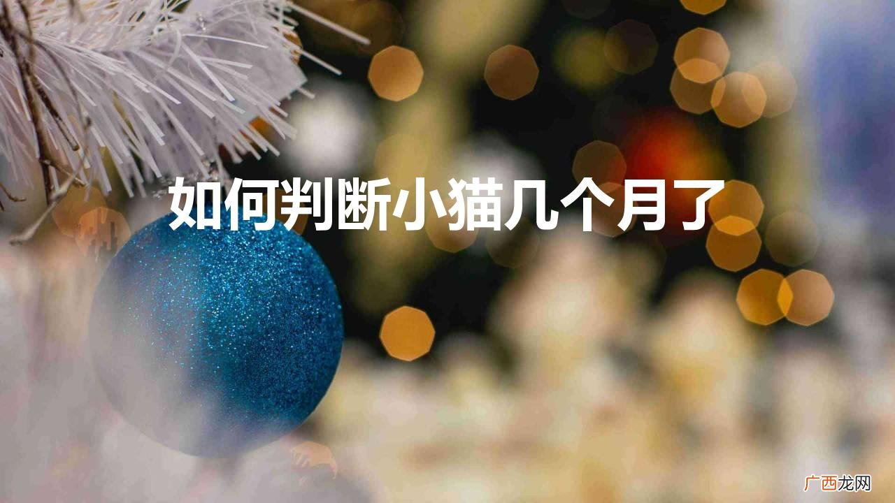 如何判断小猫几个月了
