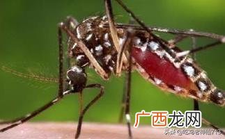 水蚊子咬人吗,墨蚊为什么咬人这么厉害？