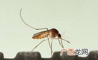 水蚊子咬人吗,墨蚊为什么咬人这么厉害？