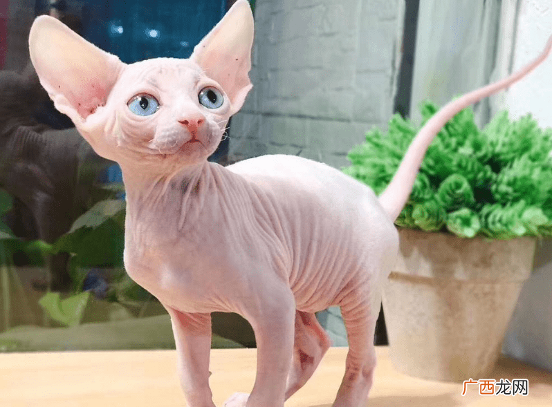 猫咪有智商区别吗 猫咪智商排行榜
