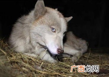 大尾巴狼是什么意思,大尾巴狼是什么意思啊？