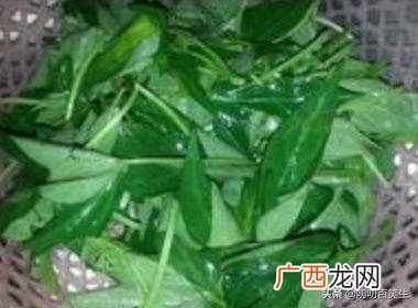 红薯叶子有什么功效和作用,红薯叶怎么做？