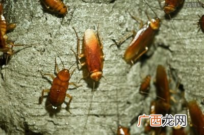 蟑螂可以用脚踩么,蟑螂能踩死或用纸捏死吗？