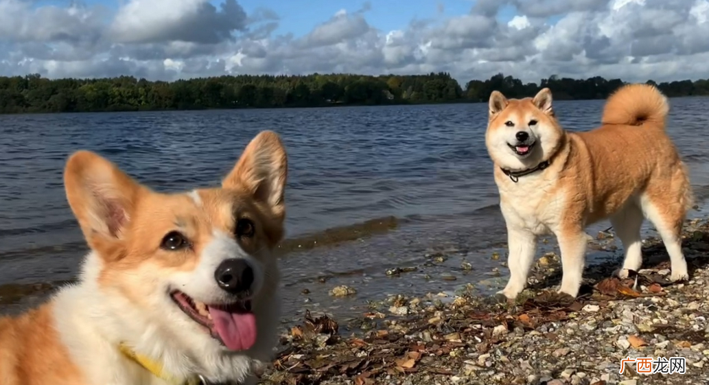 新手养狗柯基与柴犬哪个好 柯基和柴犬的区别