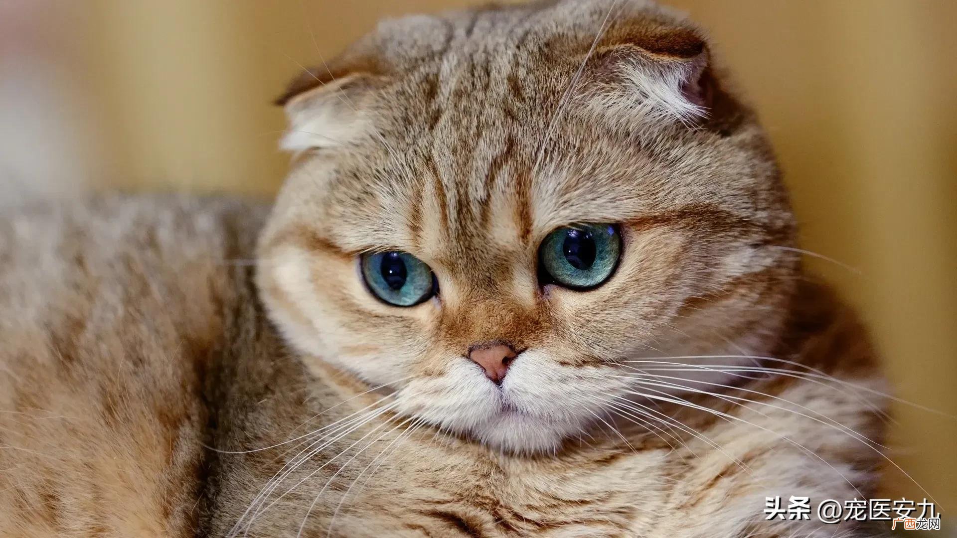 猫咪身上都有哪些神奇开关 你不知道的猫咪冷知识