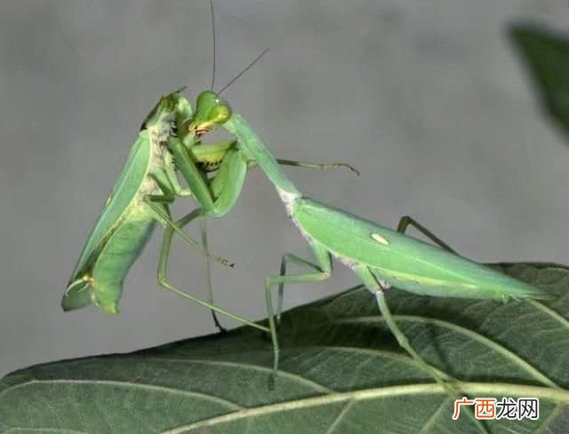 昆虫记螳螂的外形和生活特征,昆虫记中螳螂的性格？