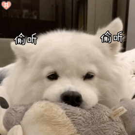 最受欢迎的几种小型犬 小型犬哪个最聪明最好养