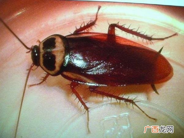 蟑螂能活多长时间,没有水和食物的情况下蟑螂能活多久？